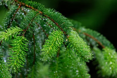 Picea pungens 'Edith', Ель голубая 'Эдит'|landshaft.info