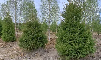 Ель Голубая (Picea pungens) саженец, 10 шт. в упаковке в интернет-магазине  VALLES.RU