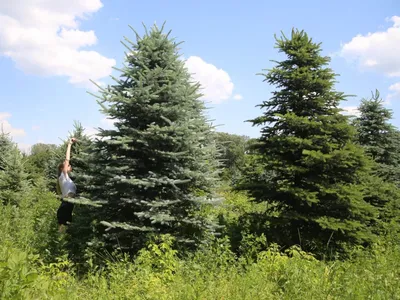 Picea pungens 'Edith', Ель голубая 'Эдит'|landshaft.info