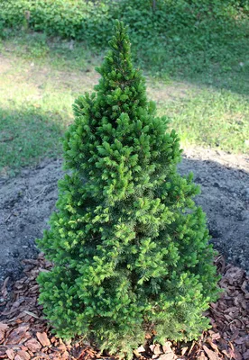 Ель сизая/канадская Коника Спиди (Picea glauca Conica Speedy) |  barbaris33.ru