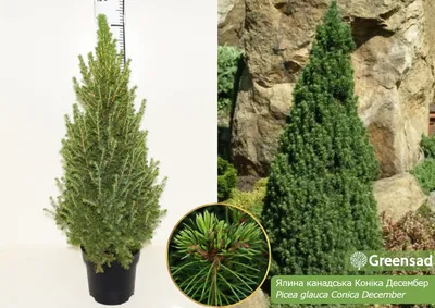 Канадская ель Коника. Продажа Picea glauca Conica в Петербурге