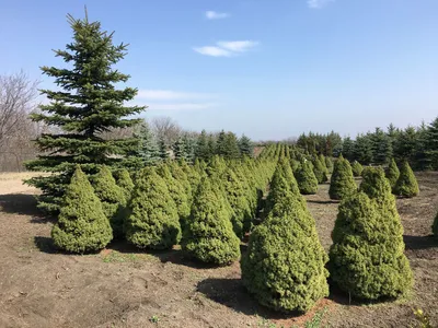 Ель Коника в Евроопт