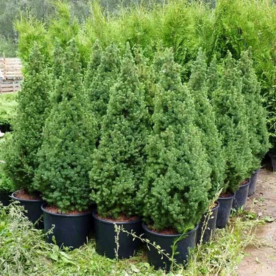 Канадская ель Коника. Продажа Picea glauca Conica в Петербурге