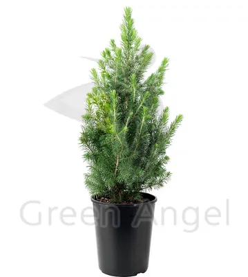 Ель Канадская Коника (Picea Glauca Conica)