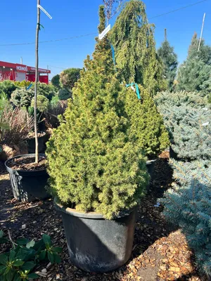 Продажа Picea glauca Conica Ель канадская Коника Пицея глаука сизая белая в  Санкт-Петербурге. Купить в СПб