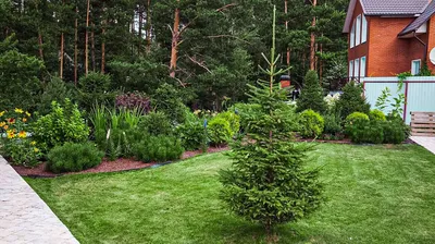 Ель обыкновенная ✓ купить саженцы в питомнике в Москве, Туле, Белгороде