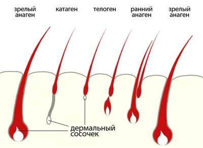 Электроэпиляция на лице - Центр профессиональной электроэпиляции