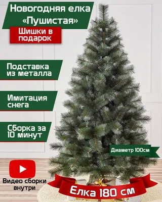 Живая датская новогодняя елка (Abies, срезанная) 1,5-1,7м купить в Минске