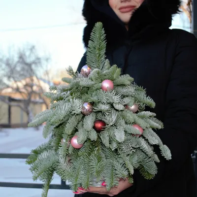 Живая настольная ёлочка из лапника пихты (50-60см) купить с доставкой в СПб  | Настольная ёлочка N2