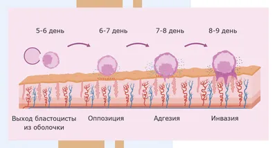 Дневник эмбриолога: как развивается малыш в первые 5 дней после ЭКО? |  EVACLINIC IVF | Дзен