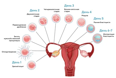 Исследование 2023 года: слабый эмбрион 5го дня лучше сильного эмбриона 6го  дня — 5 ответов | форум Babyblog