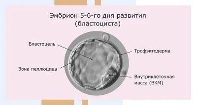 Развитие эмбриона по дням после ЭКО: стадии развития после переноса, рост,  таблицы норм