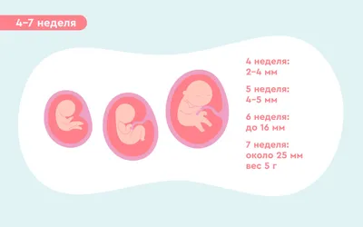 Перенос Бластоцисты — Fibo Health