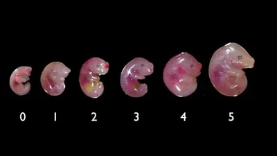 Mouse Embryonic Development in a Serum-free Whole Embryo Culture System |  Protocol (Translated to Russian)