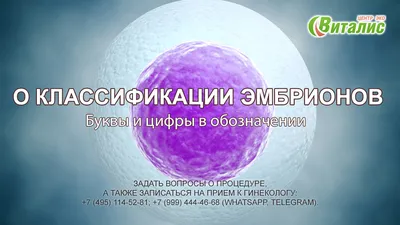 Развитие эмбрионов - Гинекологическая клиника Embio