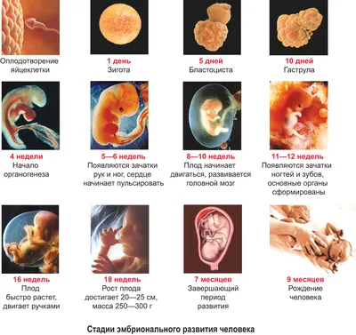 Развитие эмбриона с момента оплодотворения in vitro и до 5-6 дня развития  (реальное видео) - YouTube