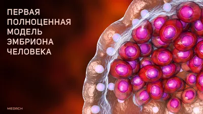 The Preparation of Chicken Ex Ovo Embryos and Chorioallantoic Membrane  Vessels as In Vivo Model for Contrast-Enhanced Ultrasound Imaging and  Microbubble-Mediated Drug Delivery Studies | Protocol (Translated to  Russian)