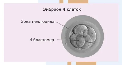 Эмбрион Плода Человека Эмбриона Нерожденного Ребенка Векторная Линейная  Икона Изолированы Векторное изображение ©Ostapius 475786662