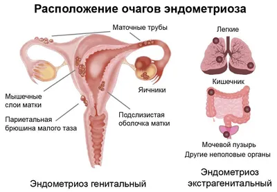 ЭКСПЕРТНАЯ ГИНЕКОЛОГИЯ И ВЕДЕНИЕ БЕРЕМЕННОСТИ 🪷 on Instagram: \"О чем  говорят выделения? Помимо менструации в цикле могут присутствовать и другие  выделения, по которым можно легко судить о твоем женском здоровье. Сегодня  расскажем,