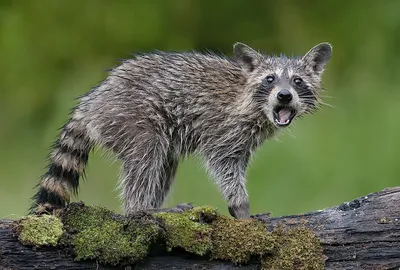 Young Wet Raccoon. Енот-полоскун. Фотограф Etkind Elizabeth