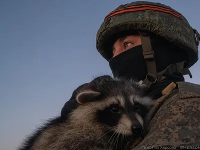 Наигрались и выбросили: в Московской области растет число енотов-бродяг