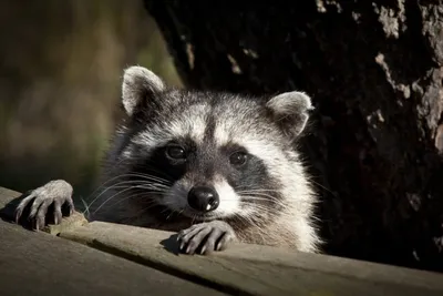 Young Wet Raccoon. Енот-полоскун. Photographer Etkind Elizabeth