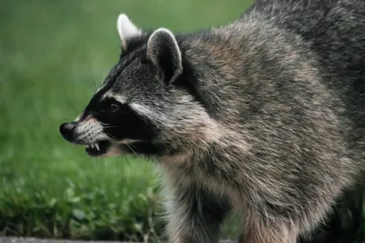 Енот-полоскун -Raccoon. Фотограф Etkind Elizabeth