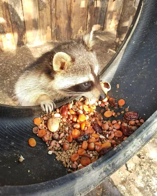 Еноты полоскуны. :: Animal Park — контактный зоопарк