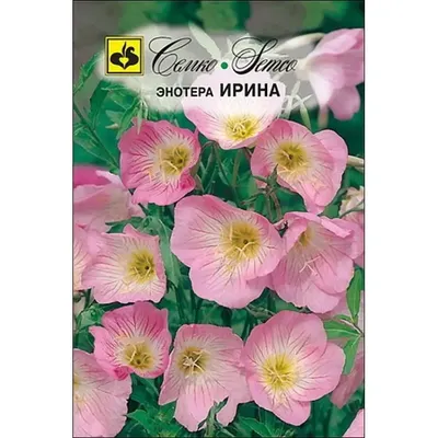 Энотера (Oenothera) - «Энотера (Oenothera) - неприхотливый многолетник.  Уход и агротехника » | отзывы