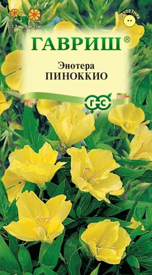 Семена Энотера миссурийская Золотая (Поиск) на Лесоторговой в Орле по цене:  17 ₽