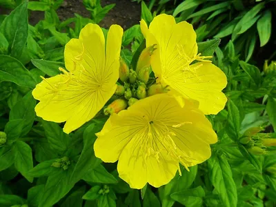 Энотера (Oenothera) | ПИТОМНИК РАСТЕНИЙ СЕРЕБРЯКОВЫХ