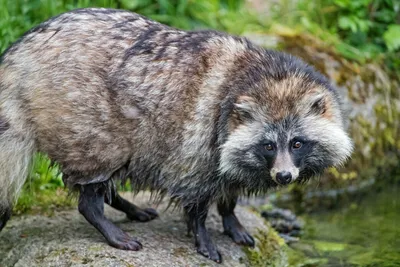 Енотовидная собака (Nyctereutes procyonoides) — Зоопарк «Лимпопо» г. Нижний  Новгород – Нижегородский зоопарк