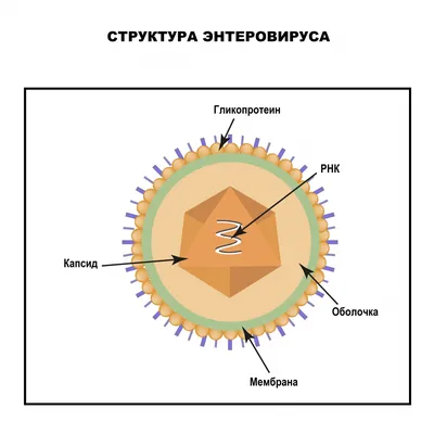 Болезнь «нога-рука-рот» или энтеровирусная инфекция – чем она опасна у  детей | О детском здоровье: с врачебного на родительский | Дзен