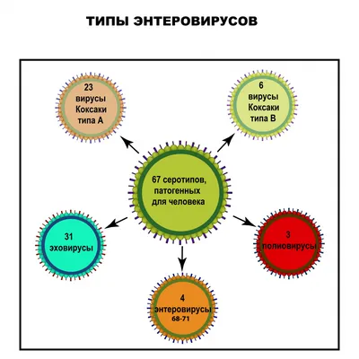 Диагностика и лечение энтеровирусной инфекции