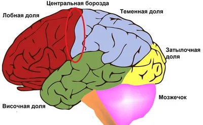 Заболевание эпилепсия: диагностика и методы лечения эпилепсии у взрослого  человека в Москве