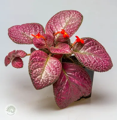 Episcia 'Strawberry Mist' - Florariumplants