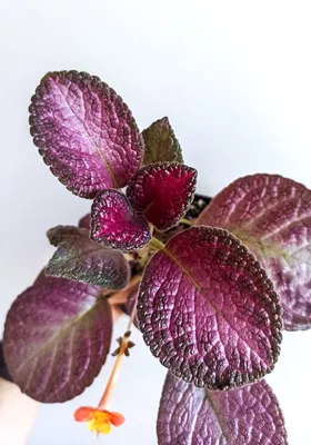 Episcia Cupreata Red (Hanging) All Time Flowering Live Plant