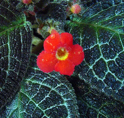 Эписция медно-красная (Episcia cupreata) - PictureThis