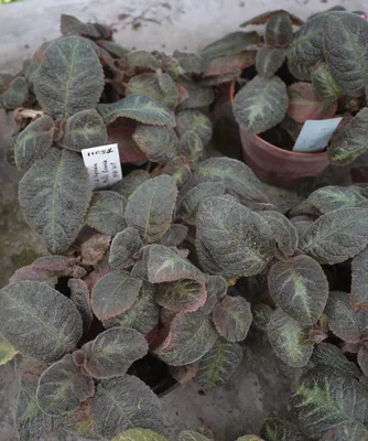 Episcia combo ( 20 varieties) - Buy 6000+ Plants, Seeds, Pots online at  Himadri Gardens at Lowest prices
