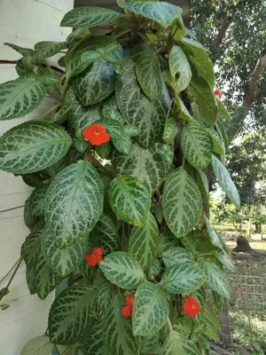 Episcia cupreata (Hook.) Hanst., Эписция медная (World flora) - Pl@ntNet  identify