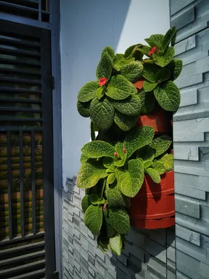 Episcia 'Black Foot' : r/PlantGoths