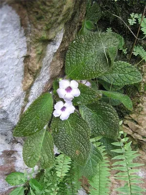 Episcia Plant Care Guide – Tumbleweed Plants