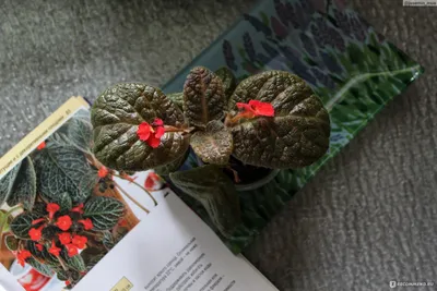 Category:Episcia cupreata - Wikimedia Commons