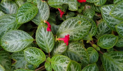 Episcia Mart. | Plants of the World Online | Kew Science