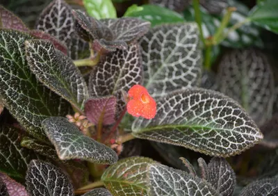 Episcia Cupreata: All you Need to know About The House Plant