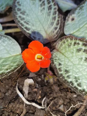 Episcia cupreata 'Silver Screen' - Peace Tree Farm