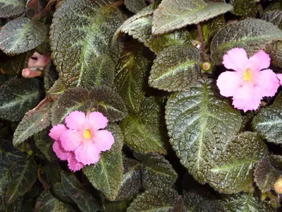 Episcia reptans (Acajou, Cyrtudeira, Flame, Flame African Violet, Flame  Violet, Frosty, Lady Lou, Moss agate, Red African Violet) | North Carolina  Extension Gardener Plant Toolbox