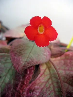 Episcia Dianthiflora Plant Care: Water, Light, Nutrients | Greg App 🌱