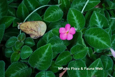 Episcia chocolate velor - BEGONIASYMAS.COM