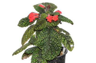 NParks | Episcia cupreata 'Shimmer'